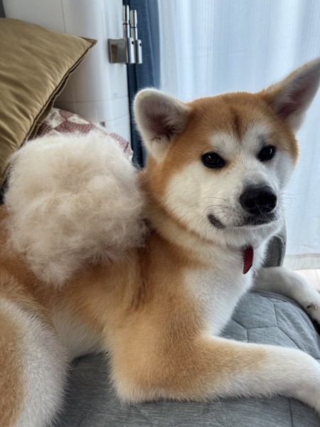 ひなちゃん画像