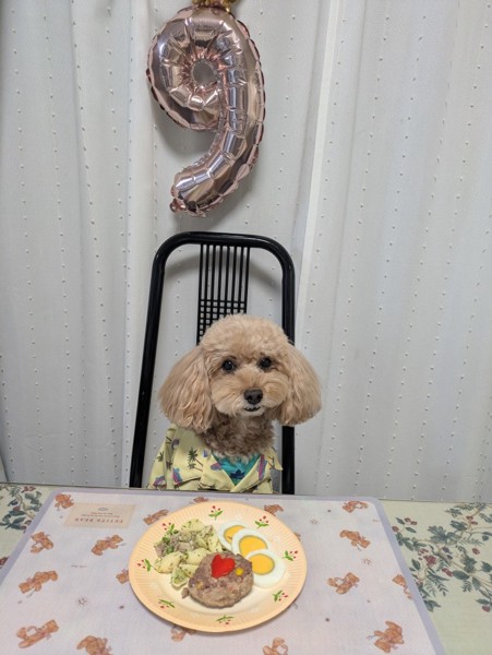 コロン🐕画像