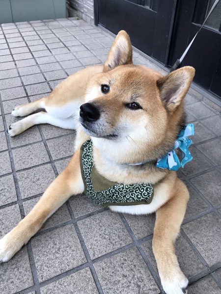 くま画像