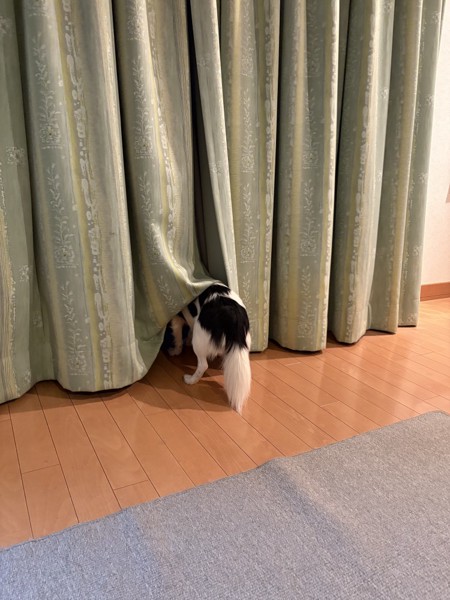 ピノ画像