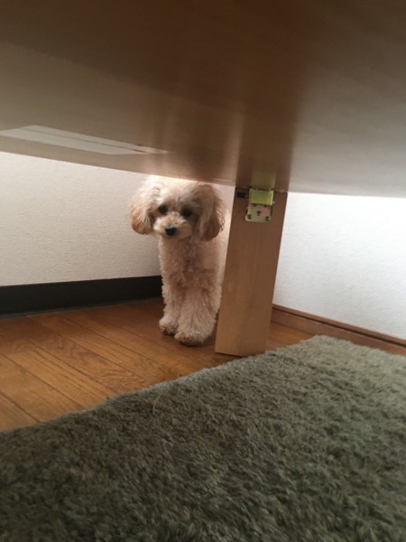 音画像