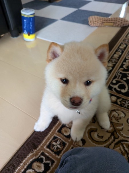 ぽん太画像