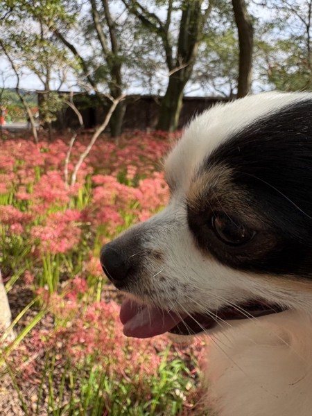 ピノ画像