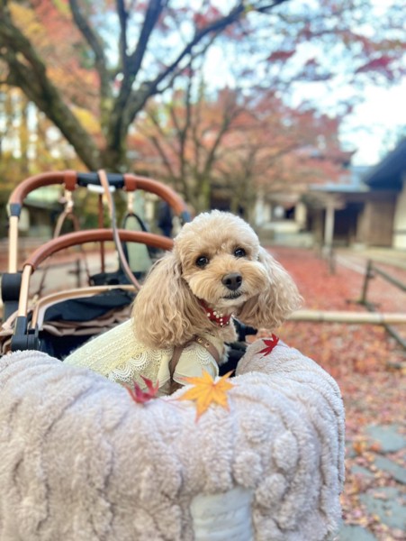 コロン🐕画像