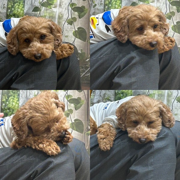ポポ画像