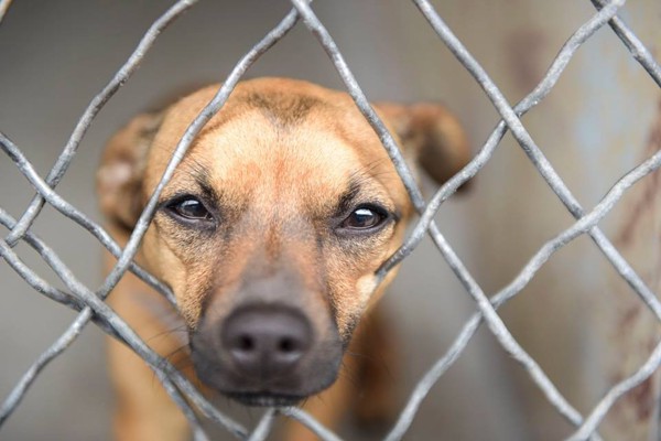 じっと見つめる子犬