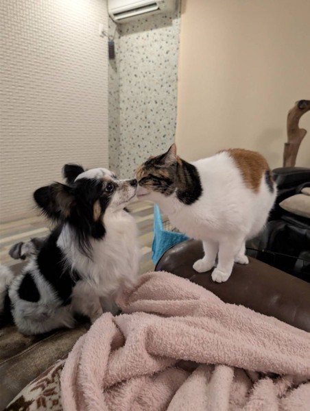 ダンとネネ画像