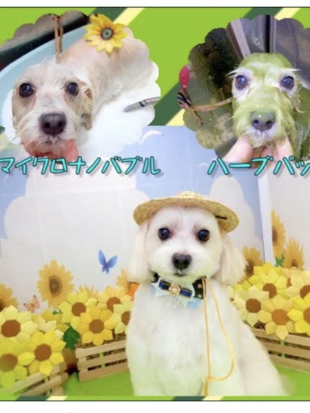 ショコラ画像