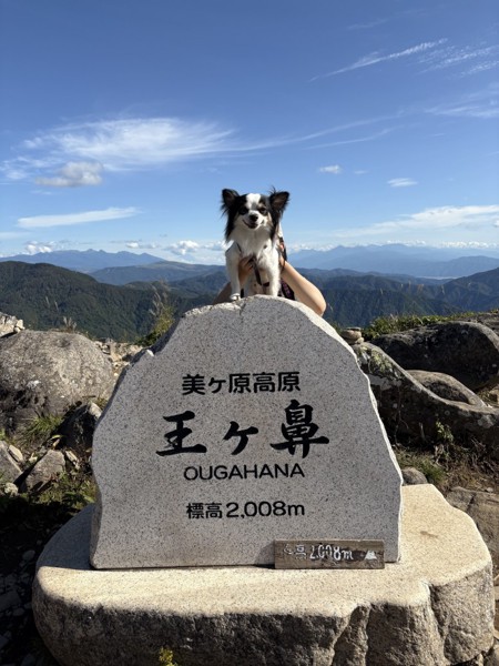 ピノ画像
