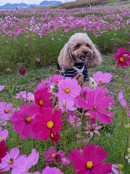 コロン🐶画像