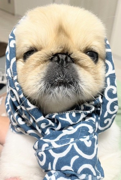 ネネ画像