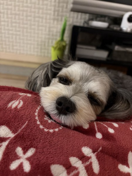 ゴンちゃん画像