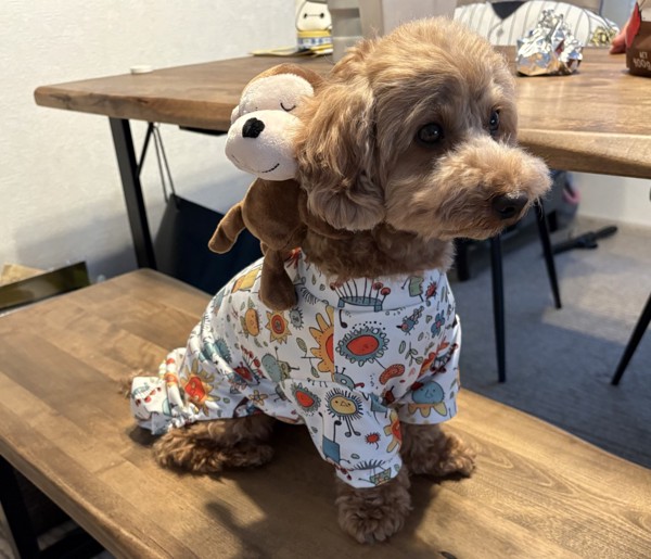 ポポ画像