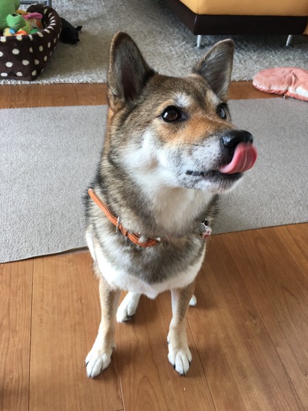 あんず画像