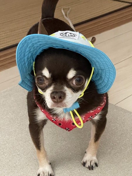 太郎画像