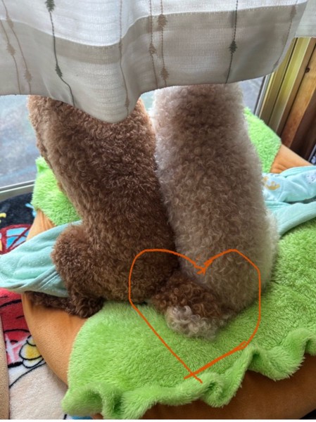 ココとレオ画像