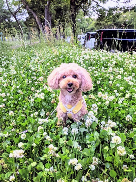 コロン🐶画像