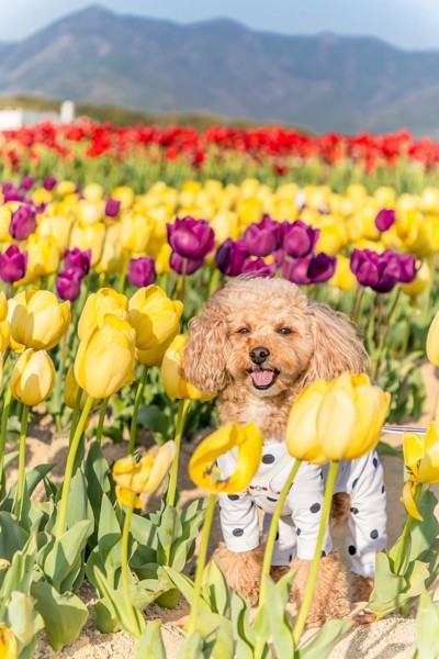 コロン🐶画像