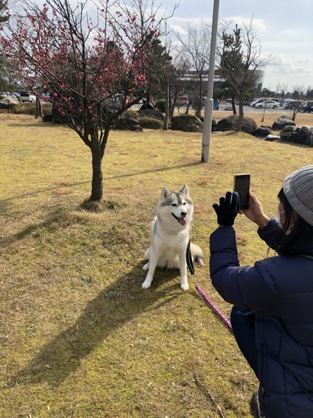 ほづ画像