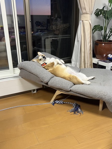 おいなり画像
