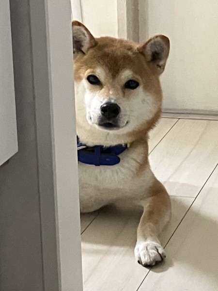 トラ画像