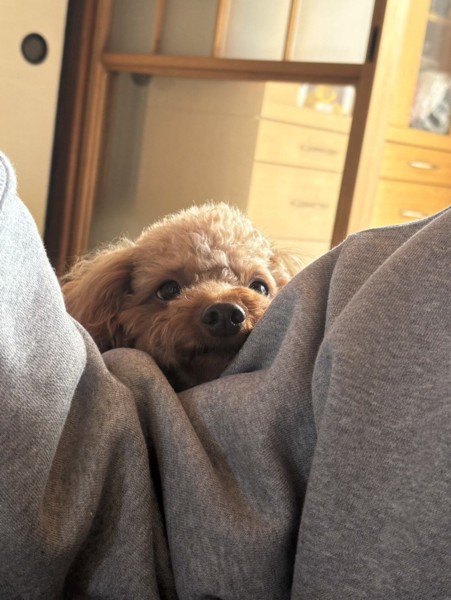 ココ　レオ画像