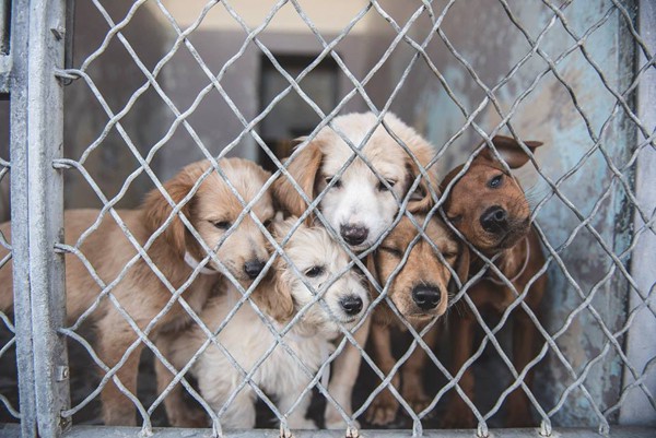 檻の中の犬達