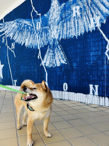 まめ助画像
