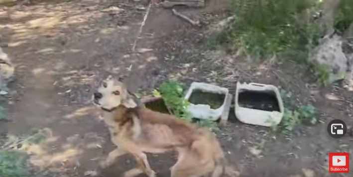 鎖につながれた犬