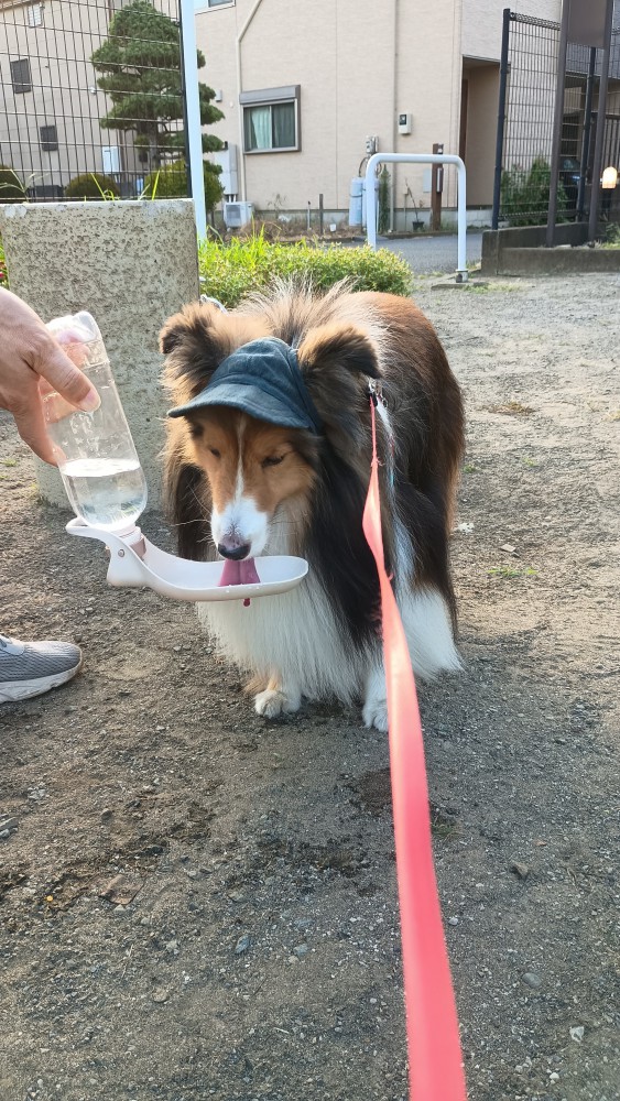 ロイ画像