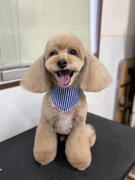 コロン🐕画像