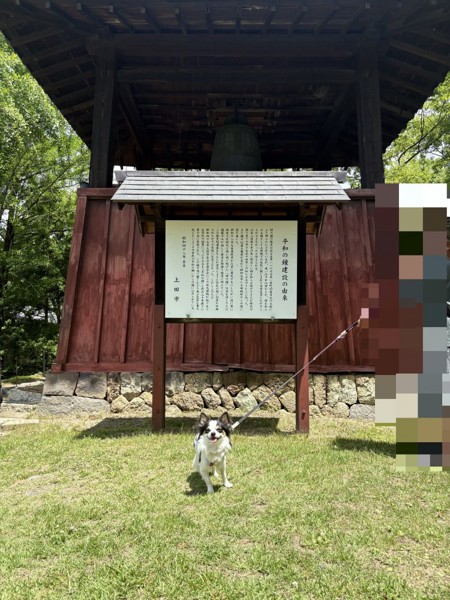 ピノ画像