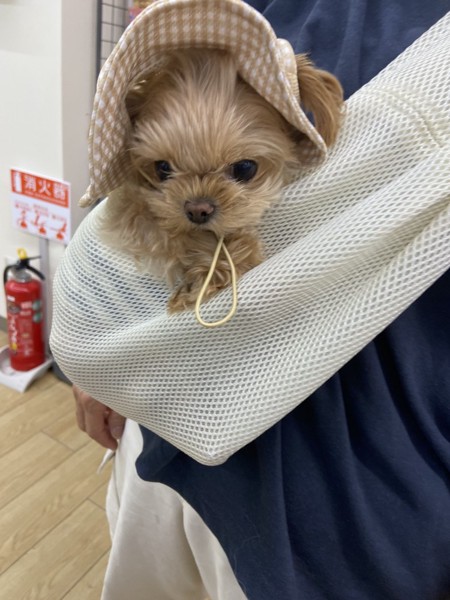 もなか画像