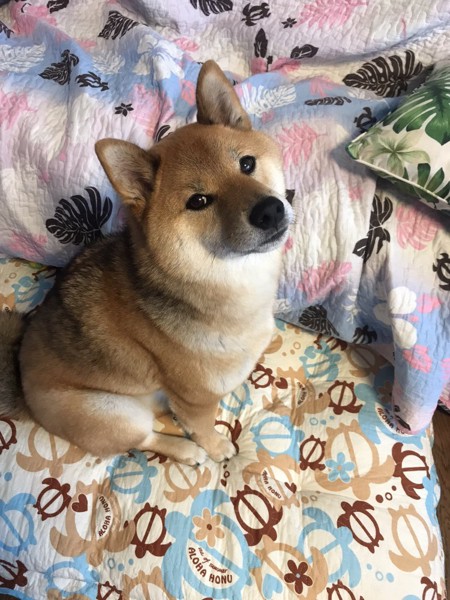 くま画像