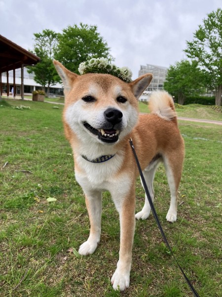 トラ画像
