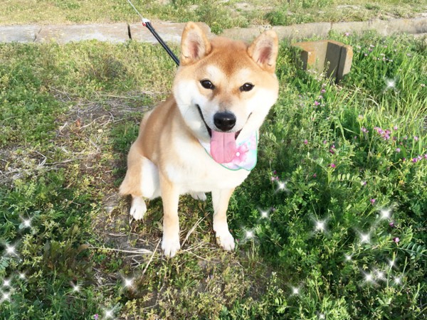 ももた画像