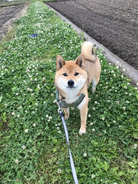 くま画像