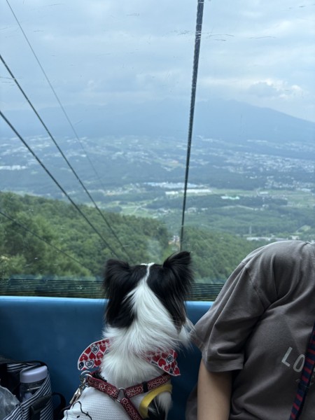ピノ画像