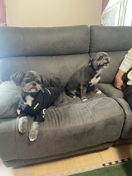 アリィーとめる画像