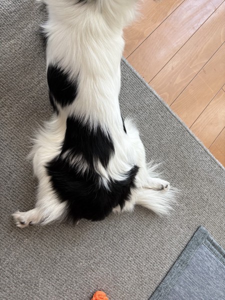 ピノ画像