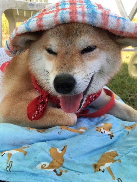 まるこ画像