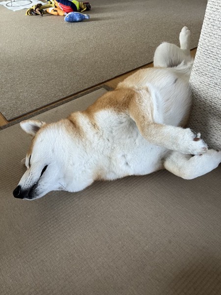 ふく画像