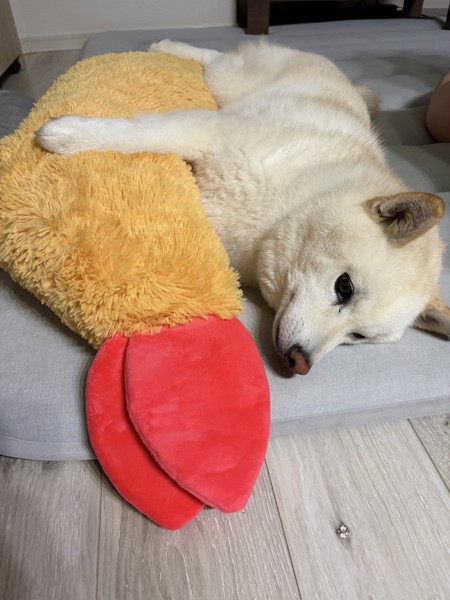 むさし画像