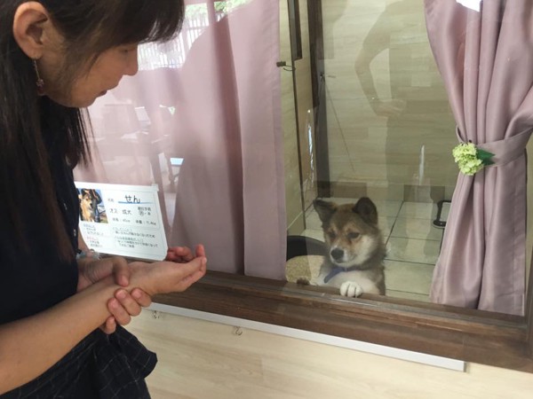 保護犬たちの部屋