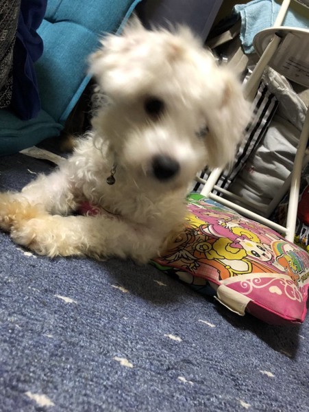チョコ画像