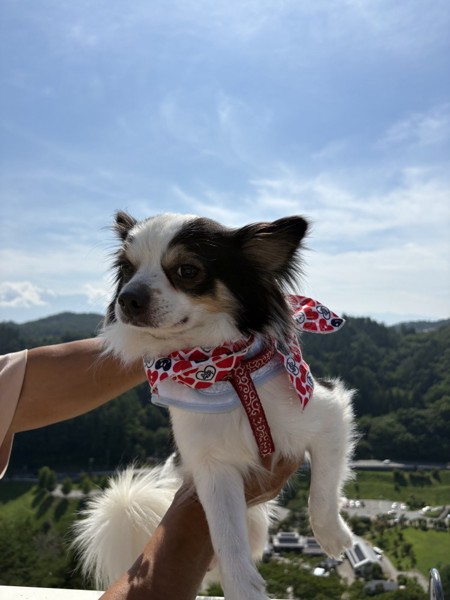 マヨ&ピノ画像