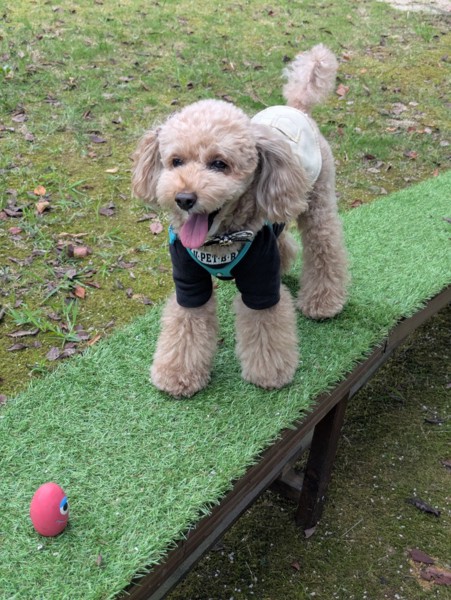 コロン🐕画像