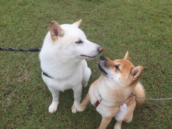 ふくすけと桜子画像