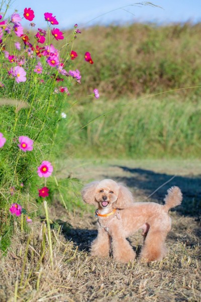 コロン🐕画像