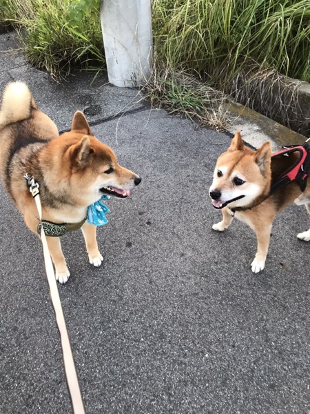 くま画像